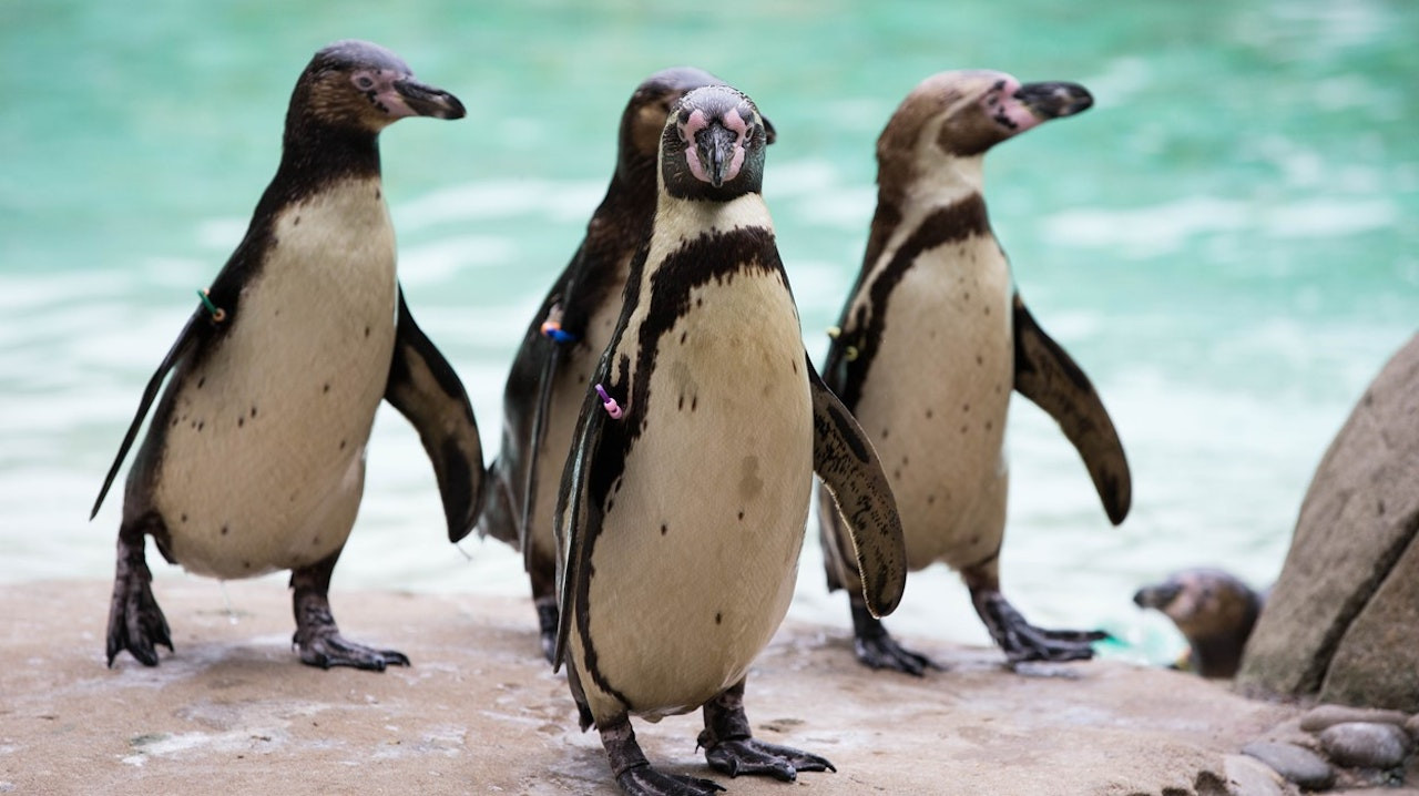 Experience the charm of London Zoo as playful penguins waddle along their rocky shore. Discover diverse wildlife and engaging exhibits for an unforgettable day of exploration and discovery.